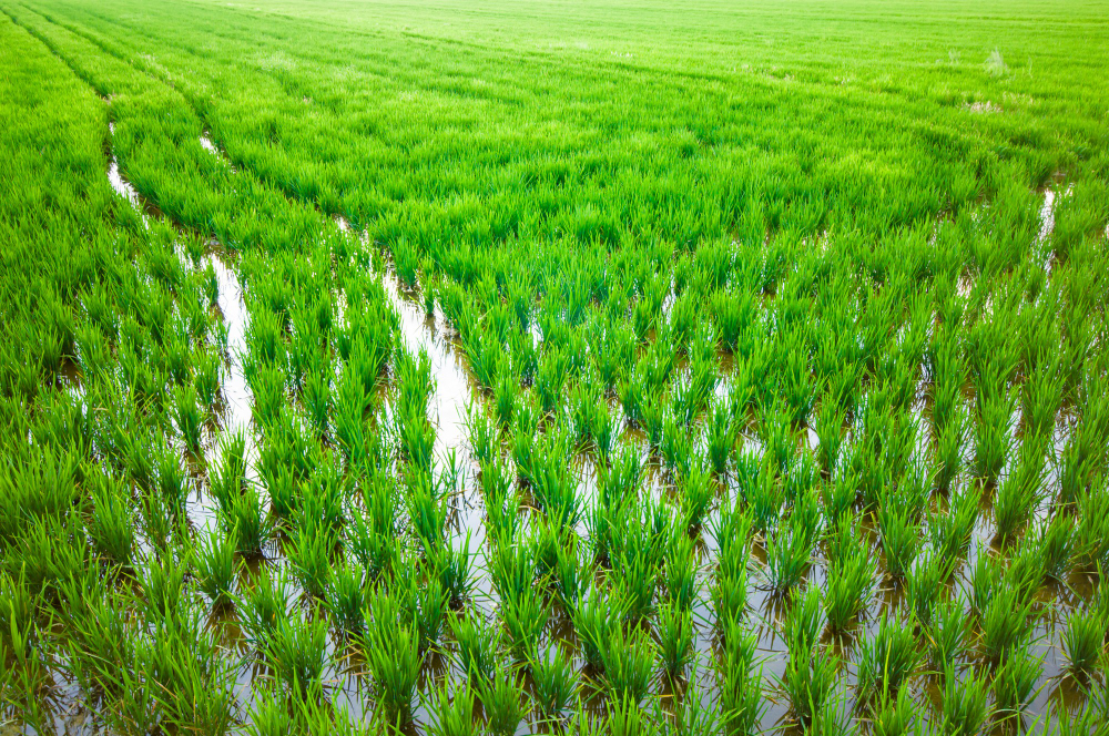 Crop Health Monitoring