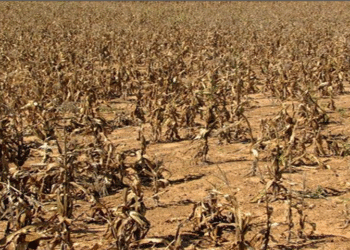 Agricultural Drought Assessment in Babati District