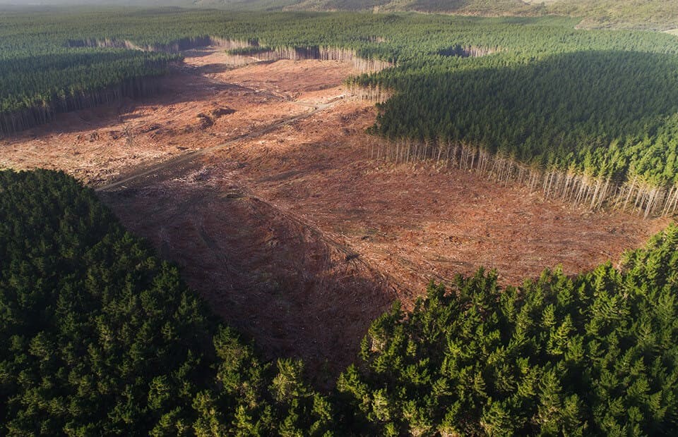 Deforestation and Climate