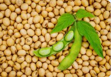Soybean