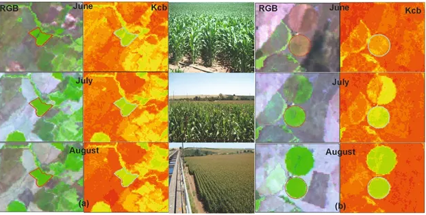 CROP MONITORING