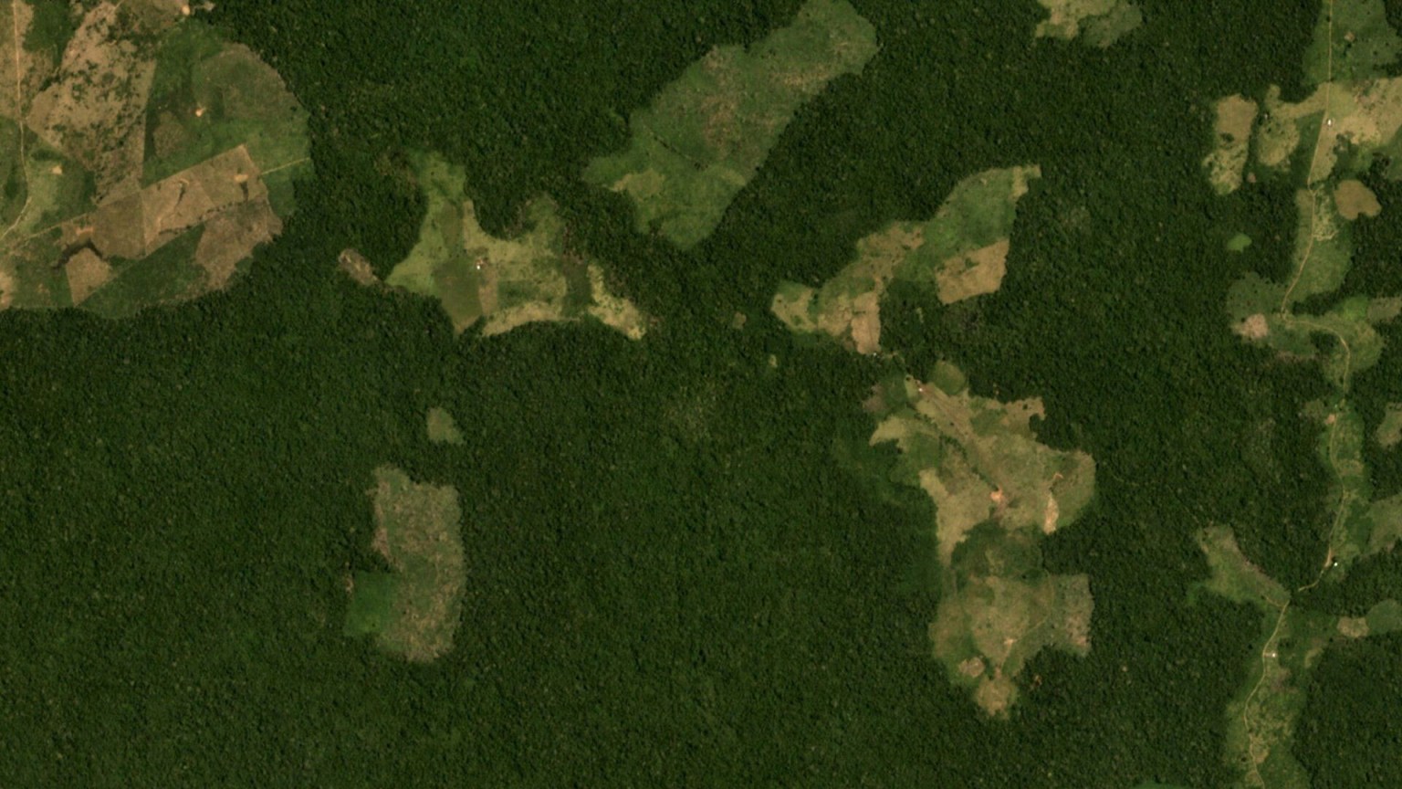 Deforestation