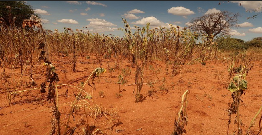 Agricultural Drought Assessment