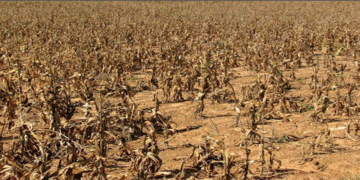 Agricultural Drought Assessment in Babati District