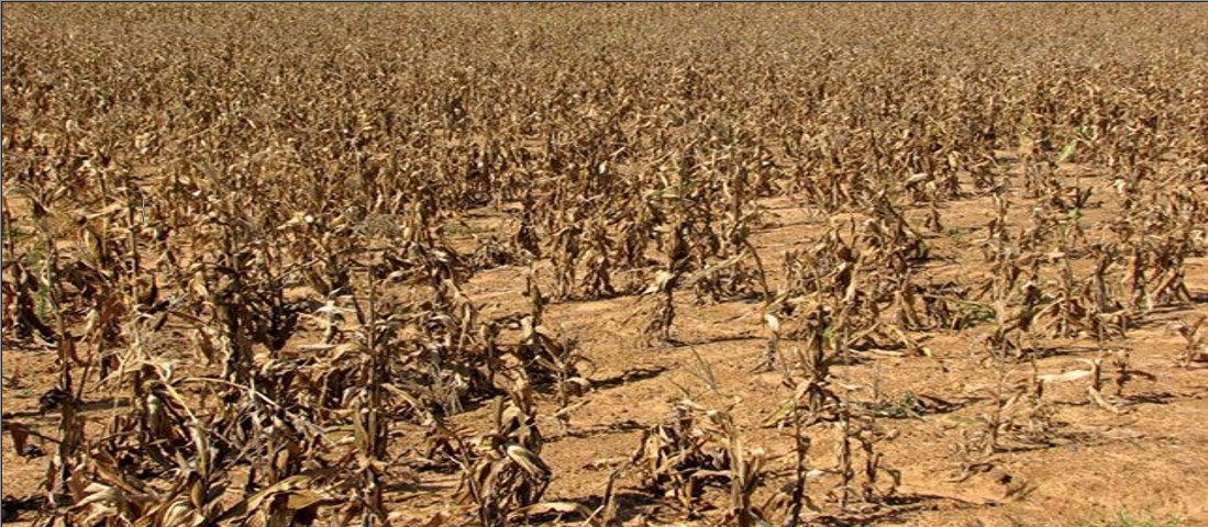 Agricultural Drought Assessment in Babati District