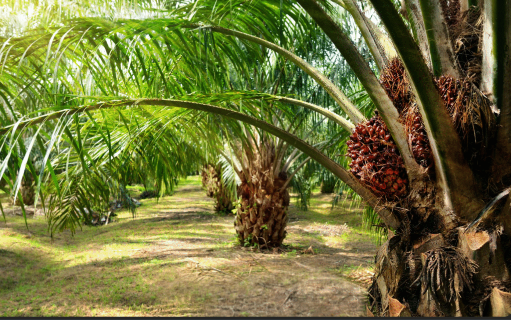 Palm Oil